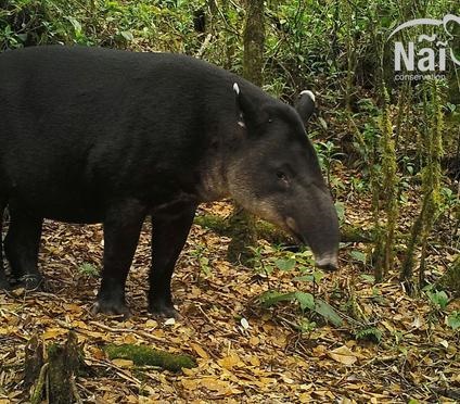 Lanzan campaña para prevenir atropello de dantas