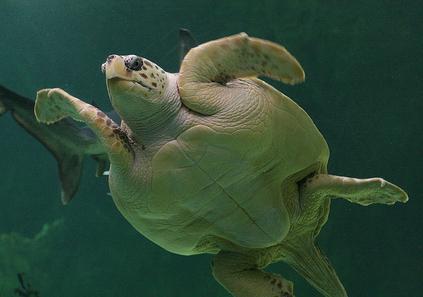 Pescadores de Cullera (Valencia) recuperan tres ejemplares de tortuga boba