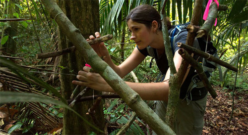 Abejas del sudor hembras pueden escoger: ser reina