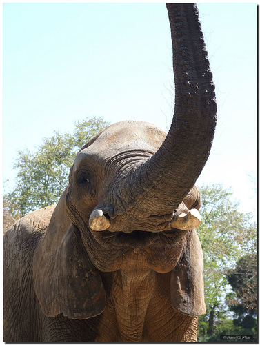 Cerrar el mercado de marfil