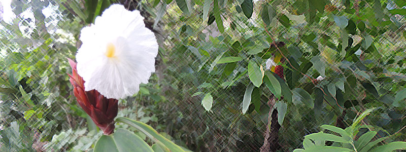 La sabiduría de la medicina tradicional maya