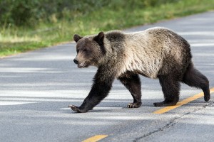 Estrategias para la conservación de la vida silvestre en América del Norte