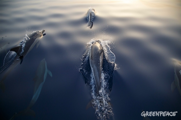 La ONU acaba de dar un gran paso adelante para la protección del mar