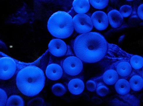 El Censo Mundial de Vida Marina ha catalogado ya 17.650 especies en los fondos abisales