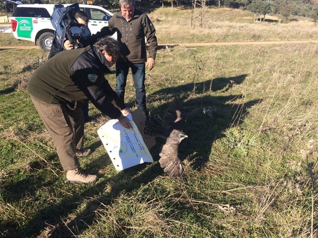 Andalucía libera en el Parque Natural de Despeñaperros dos buitres leonados y un azor
