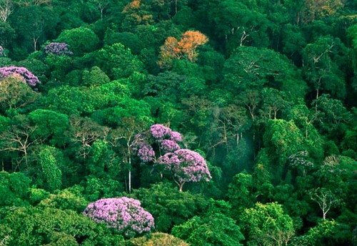 Analizan los efectos del clima sobre el crecimiento de los árboles