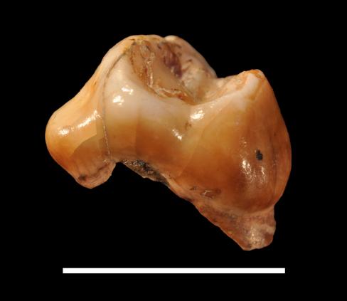Dos dientes resultan ser los restos de ‘Homo sapiens’ más antiguos de Europa