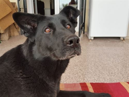 Un perro ‘retirado’ busca familia sin gatos que lo adopte