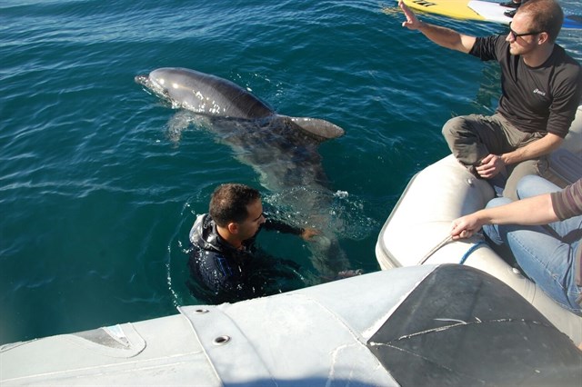 Rescatado y liberado un delfín enredado con una red en la bahía de Palma