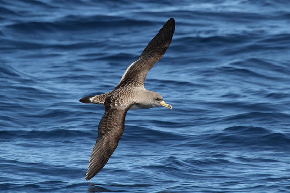 Las aves marinas se ‘pierden’ por la contaminación lumínica