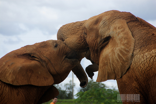 Proyecto que secuenciará el genoma de 10.000 especies de vertebrados ya esta en marcha