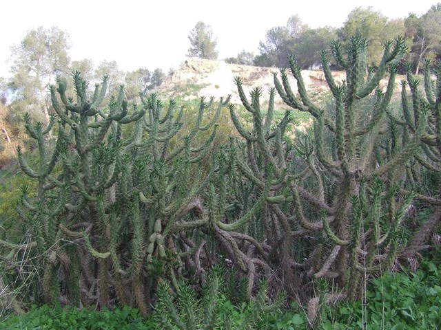 Murcia busca erradicar especies invasoras como el Cacto alesnado