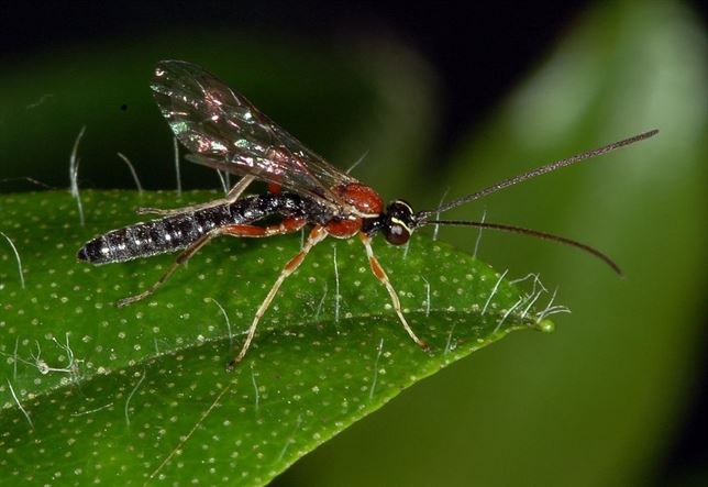 Presentes en toda la evolución