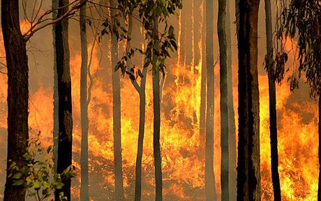 Menos del 1 % de los responsables de los incendios forestales en España son condenados