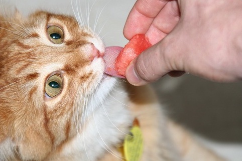 Los gatos son insensibles al sabor dulce