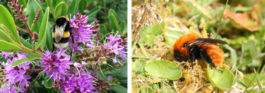 El abejorro europeo invade la Patagonia