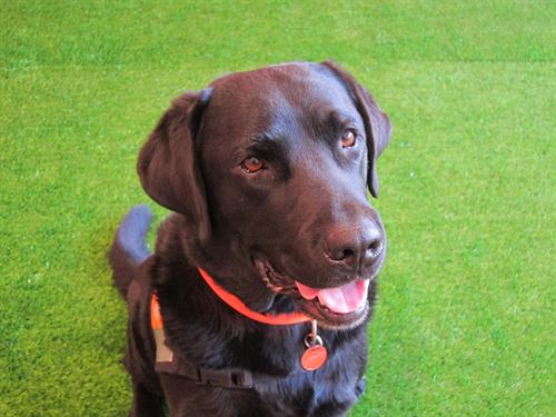 Exigen para el 20-D una Ley de defensa de los animales