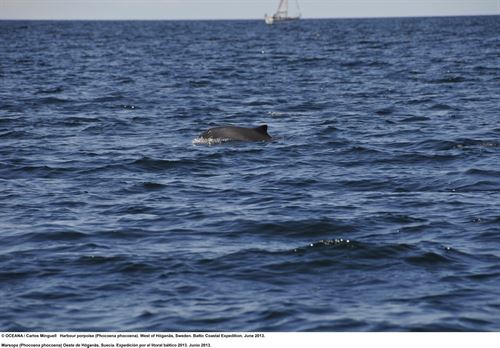 Lamentable actitud de Dinamarca bloqueando la protección de 69 especies marinas en el Báltico