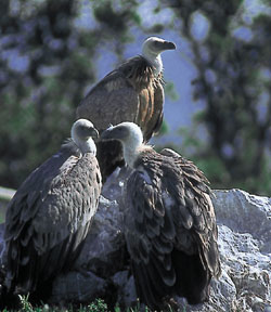 Los ganaderos riojanos serán compensados por los daños ocasionados en ataques de buitres