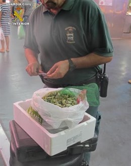 Guardia Civil se incauta de 274 kilos de coquina inmadura en dos operaciones en Ayamonte