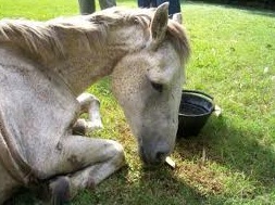 Caballos maltratados