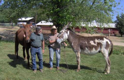 Terapia equina y only organic