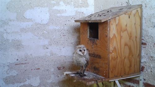 Un centenar de rapaces han nacido en instalaciones de Acciona desde 2013