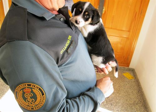 Clases gratuitas para evitar los abandonos de mascotas