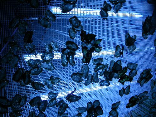 Tres familias de mariposas diurnas