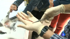 Maltrato a una gata en un programa de Televisión Española