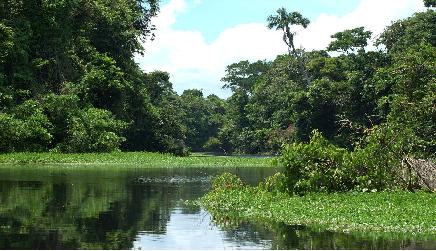 Esfuerzos fragmentarios por manglares hondureños