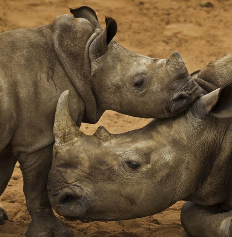 Más de 1.200 rinocerontes mueren cada año a manos de cazadores furtivos y piden que se aplique el CITES