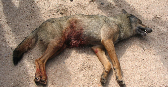 Abatido un lobo ibérico en Valdelosa (Salamanca)