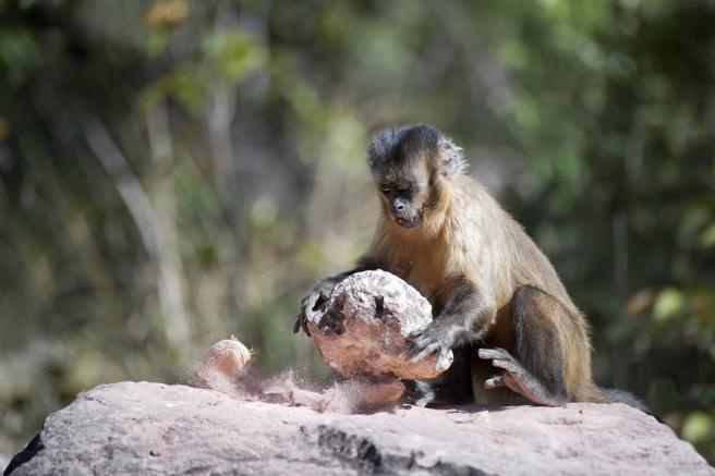 Monos capuchinos salvajes de Brasil rompen rocas para extraer minerales o líquenes de ellas (Ver VIDEO)