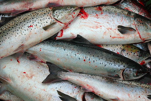 El salmón “en peligro de extinción”