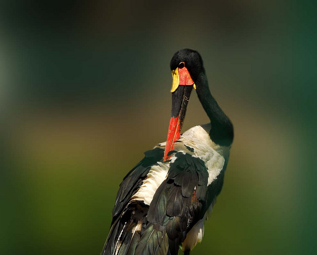 Un tipo de cigüeña. El Bioparc de Valencia recibe una hembra de jaribú africano