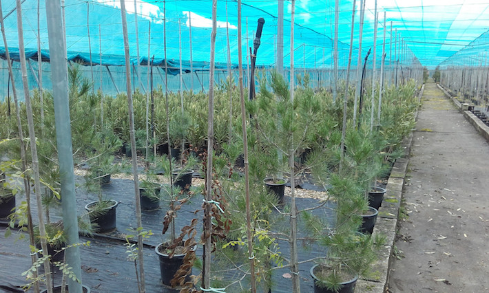 Granada recibe 16.000 plantones para reforestaciones participativas