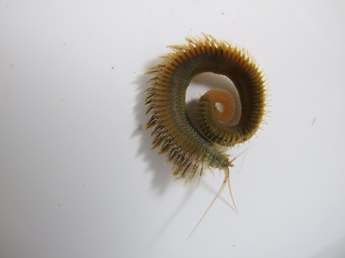 Los efectos del calentamiento global alteran la regeneración de gusanos marinos