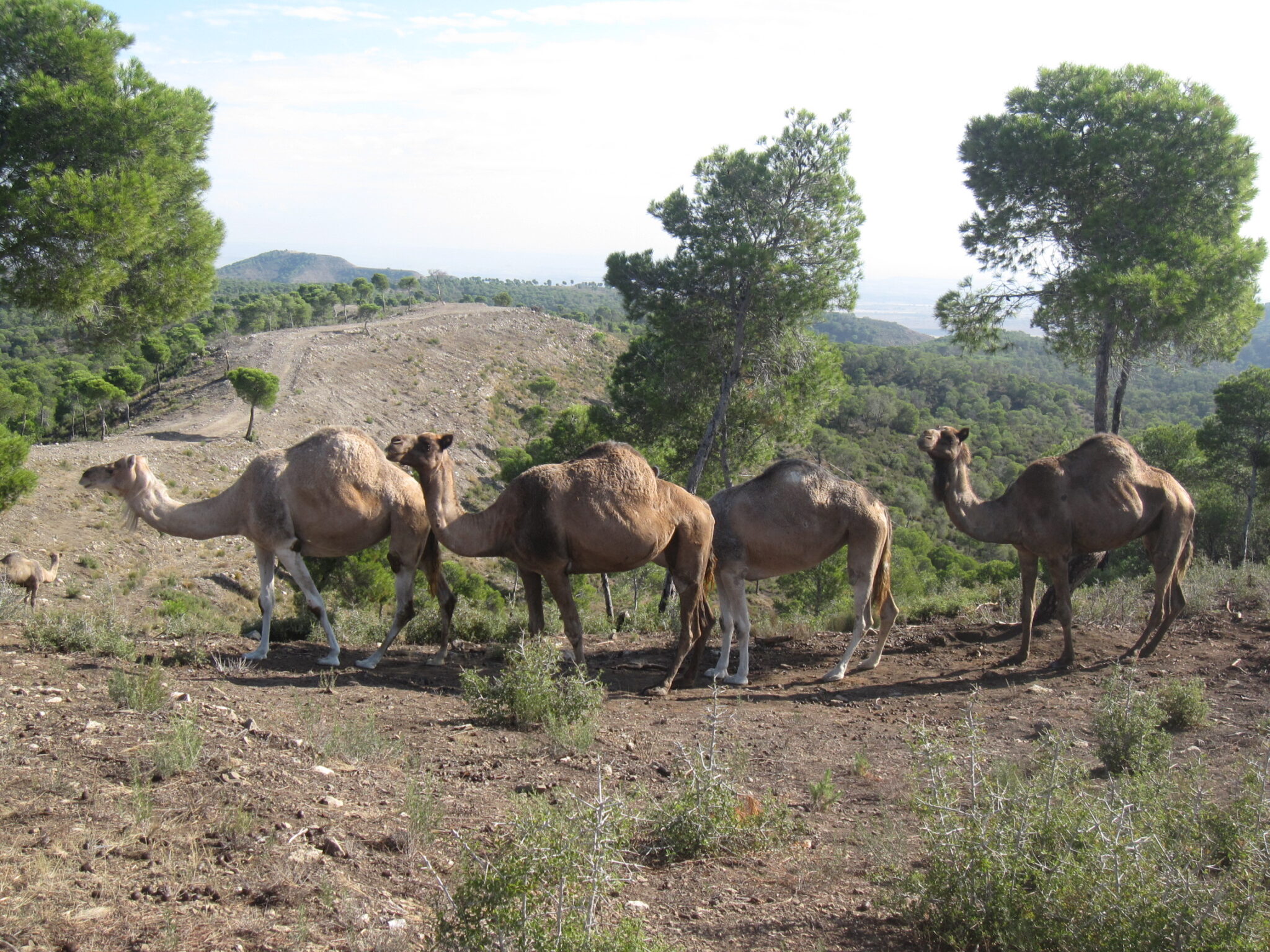Plan Medioambiental de Ganadería Extensiva