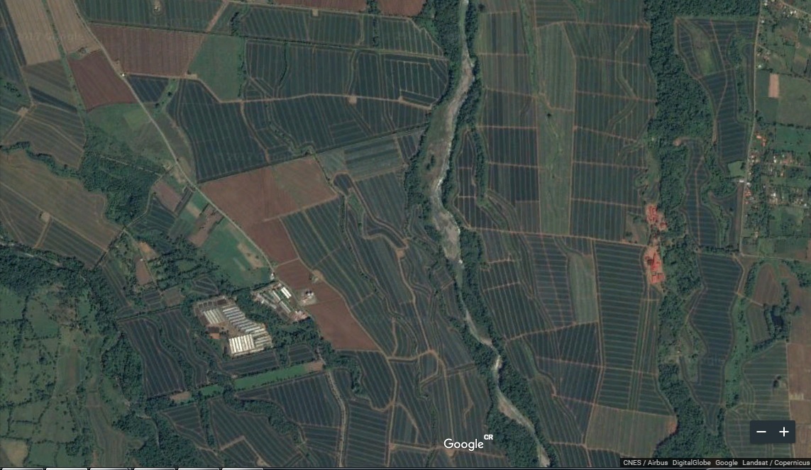 Costa Rica. Paralizan 3 fincas piñeras por orden de Setena en Zona Norte