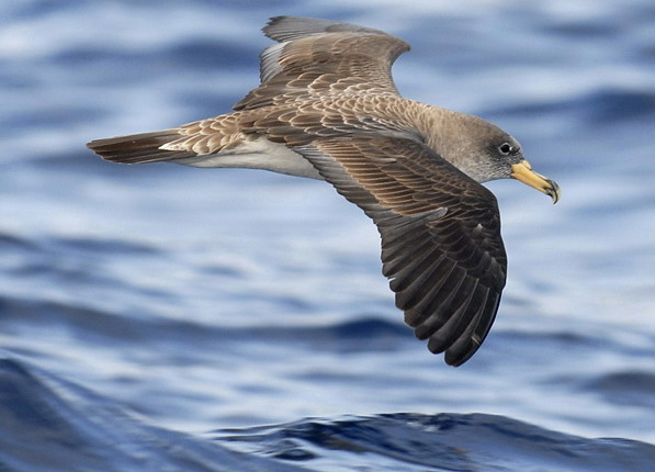 El Cabildo de Fuerteventura insta a la conservación de la pardela
