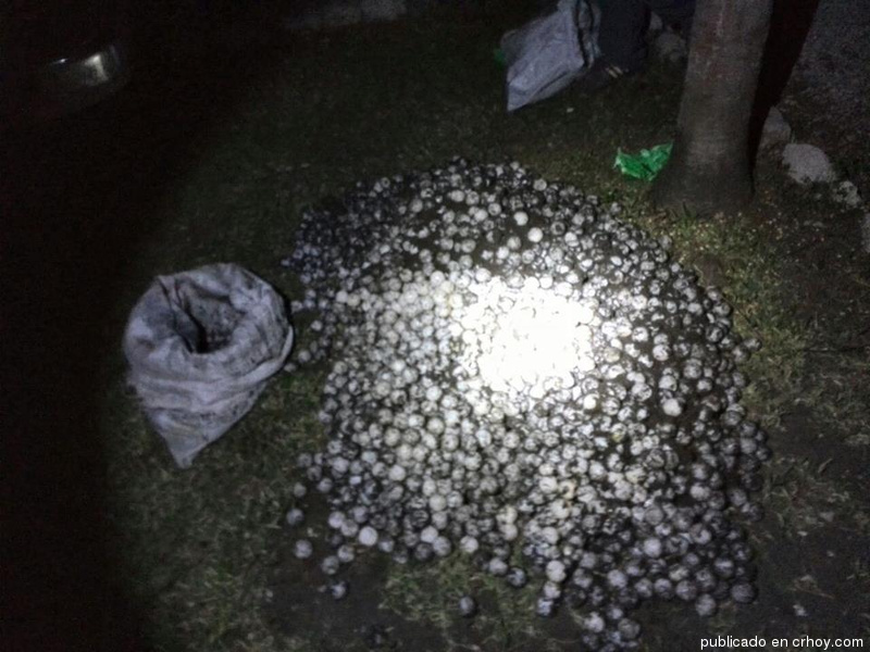 Detenido un hombre por llevar 3.000 huevos de tortuga