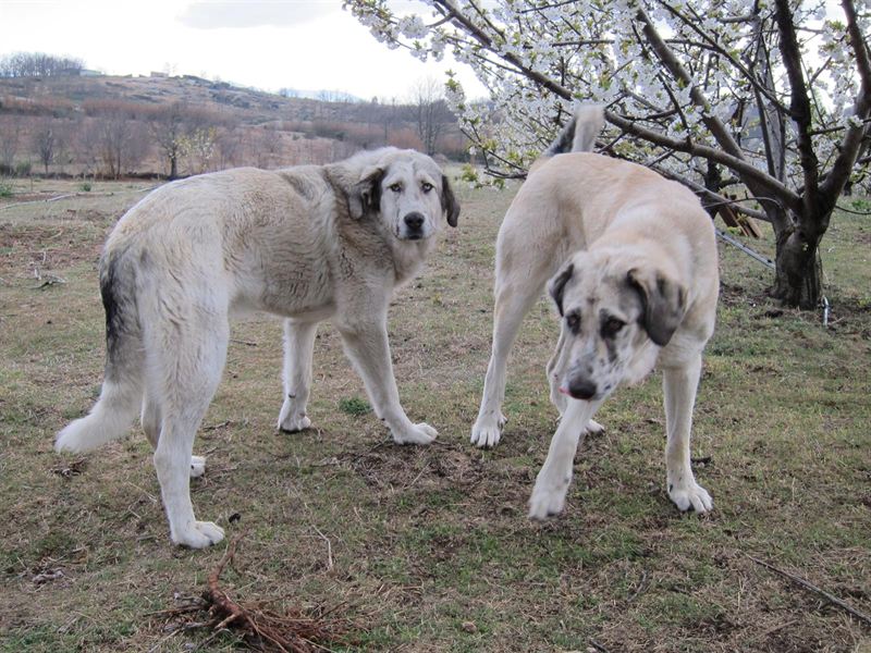 Extraña desaparición de 600 perros en Vilallonga del Camp (Tarragona)