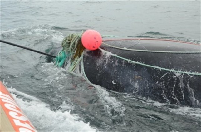 Apenas 500 ballenas francas sobreviven en el Atlántico Norte contra los ‘elementos’
