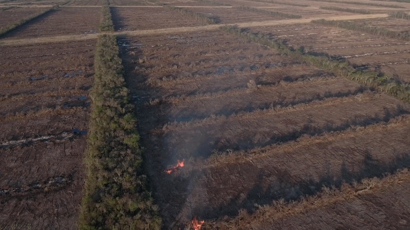 La deforestación de la Amazonía regresa con fuerza