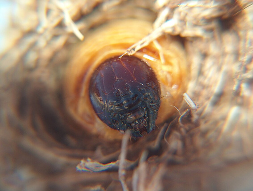 El Gobierno andaluz refuerza las medidas contra la plaga de las palmeras