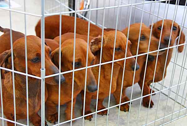 Prohibirán la venta de perros y gatos en tiendas