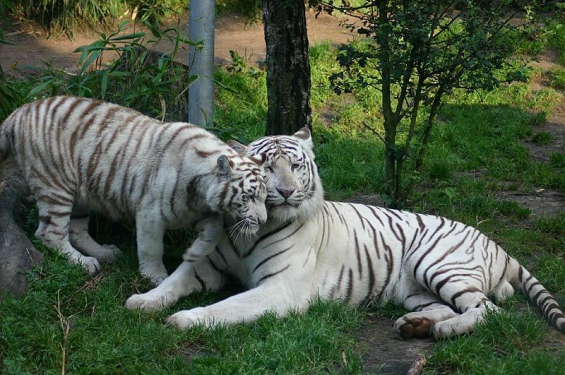 Chile. Se convertirán los zoológicos en bioparques