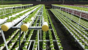 Tecnología LED para unos invernaderos más eficientes