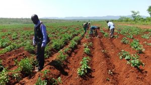 Angola: un nuevo sistema de almacenamiento de semillas disminuirá la pérdida de cosechas